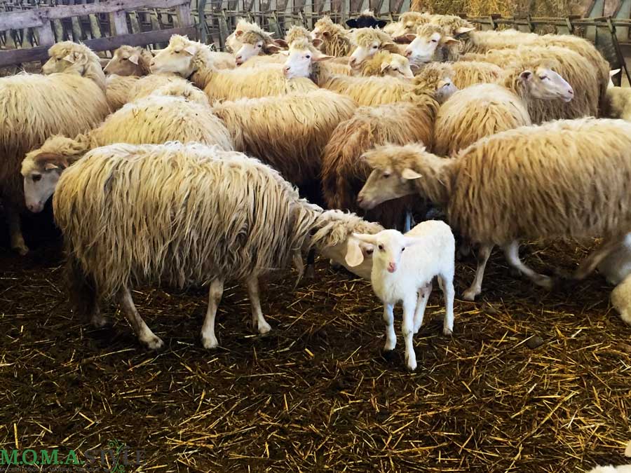 Fattorie-Cuscusa-allevamenti-ovini
